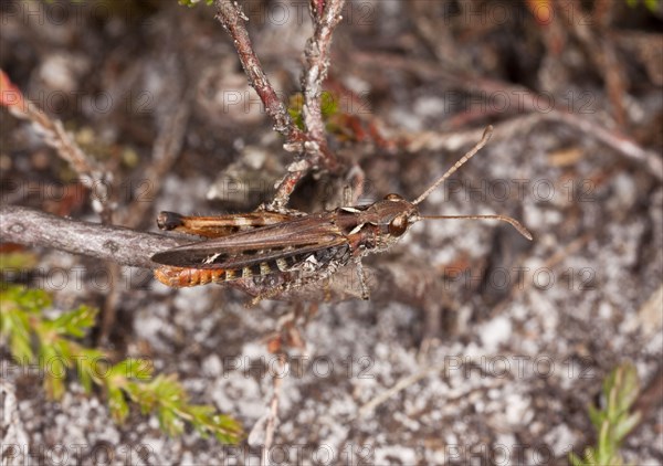 Spotted clubworm