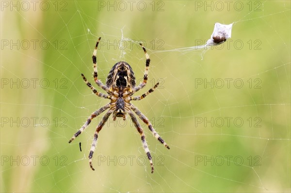 Garden cross spider