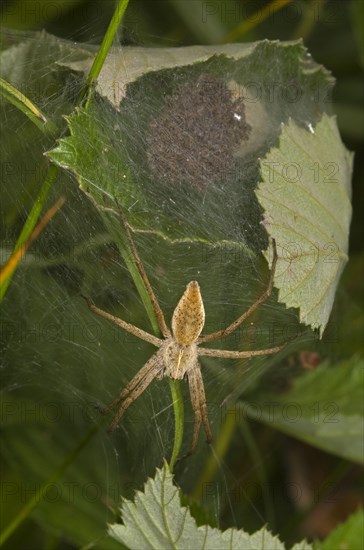 Nursery-web Spider