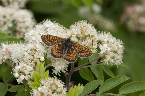 Marsh fritillary