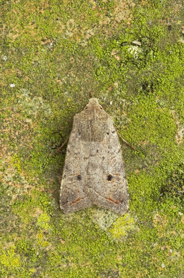 Red-line quaker