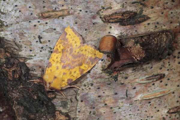 Pink-barred Sallow Moth adult