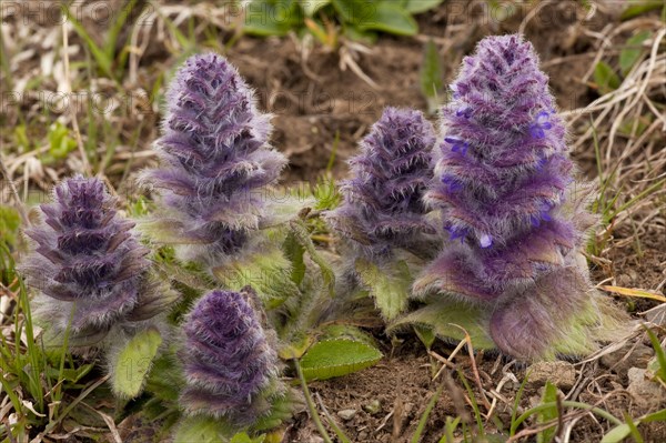 Pyramidal bugle