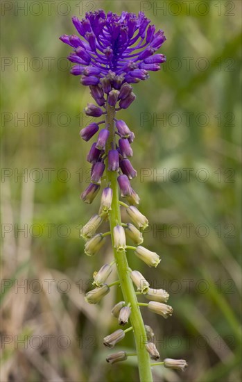 Tassel hyacinth