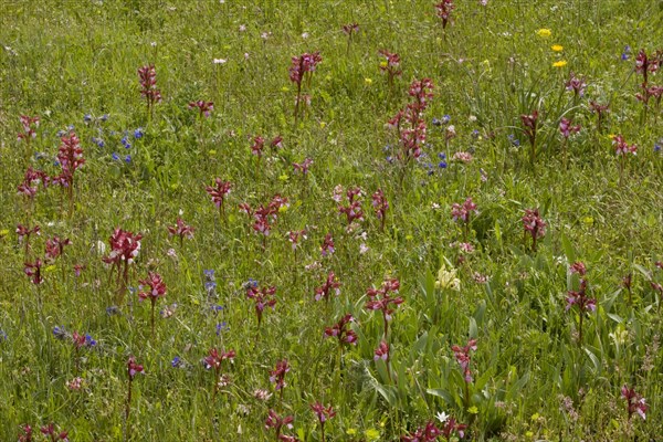 Flowering pink butterfly orchid