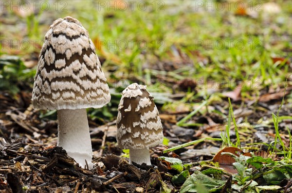 Magpie fungus