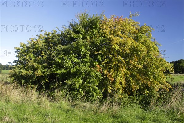 Common Hawthorn