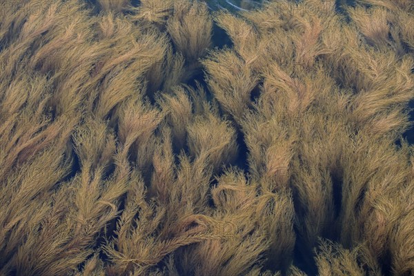 Japanese Wireweed