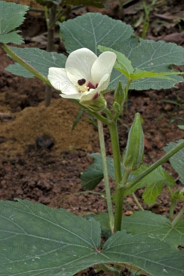 Okra