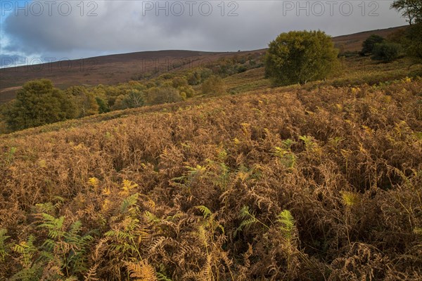 View of mixed moorland habitat