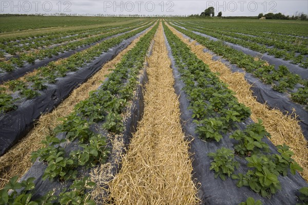 Straw is used between the beds to prevent mud from splashing onto the fruit. The Elsanta strawberry plants grow in raised beds covered with black plastic. These raised beds meet