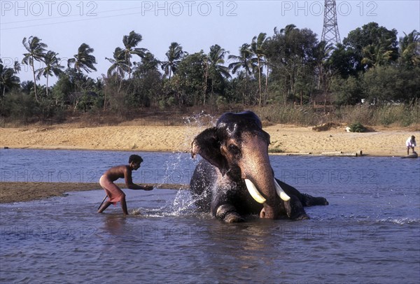 Elephant bathing in River Bharathappuzha
