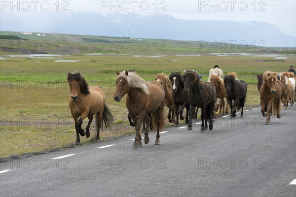 Icelandic horses