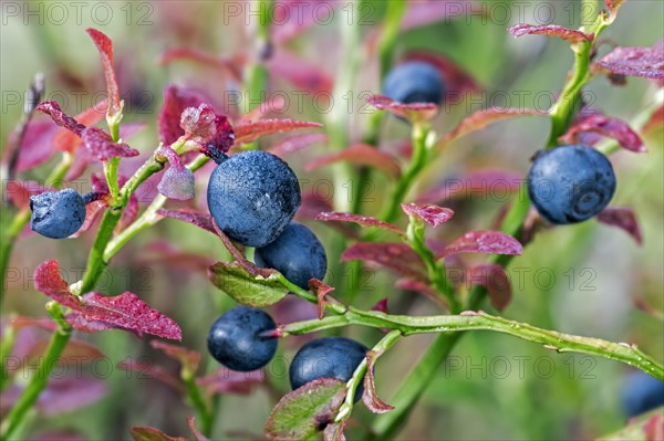 European european blueberry