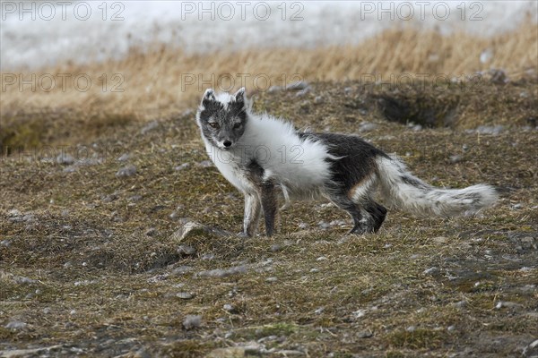 Arctic fox