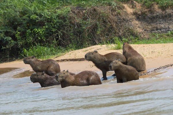 Capybara