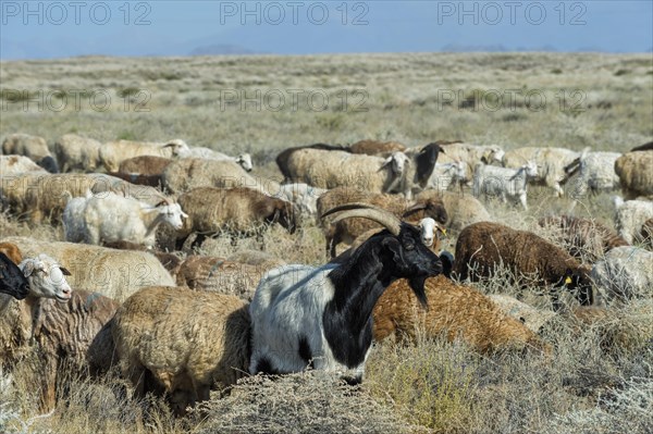 Sheep and goat herd
