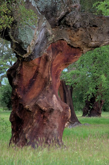 Cork oak