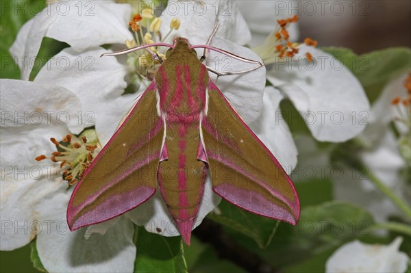 Elephant hawk-moth