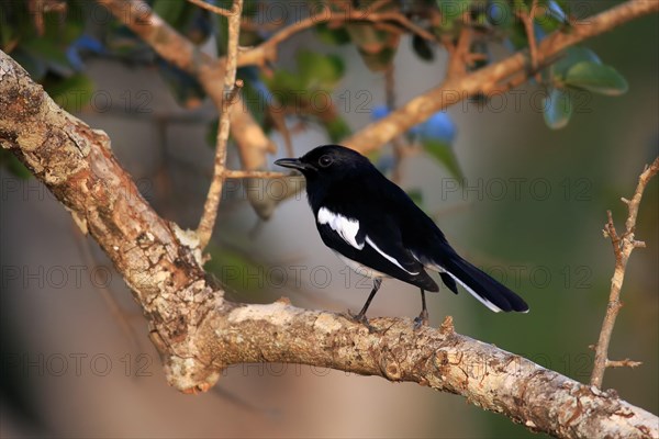 Oriental magpie-robin