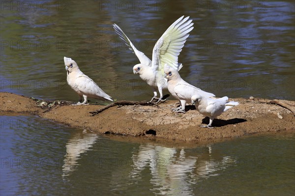 Little corella