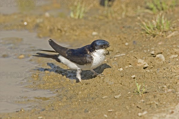 Common house martins