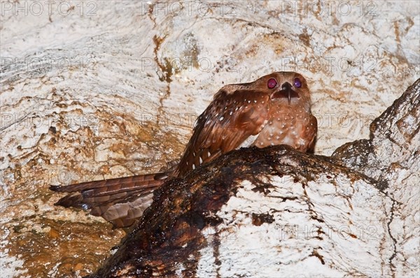 Adult oilbird