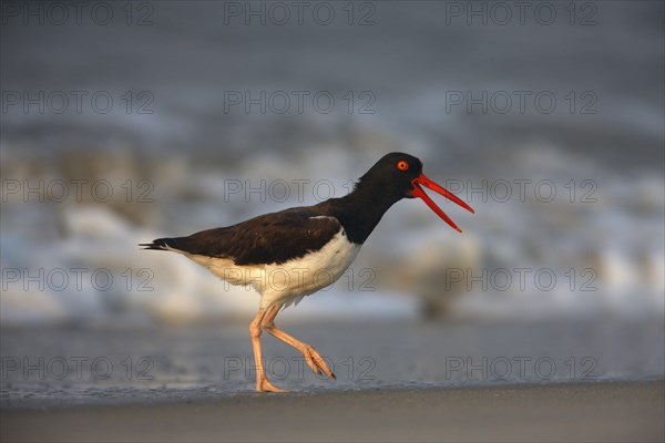 American oystercatcher