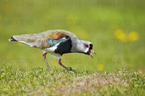 Southern lapwing