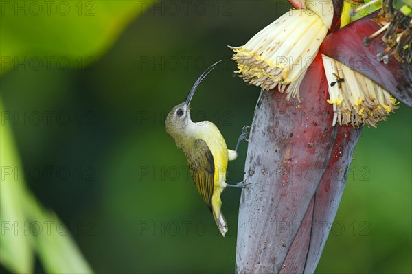 White-throated Spiderhunter