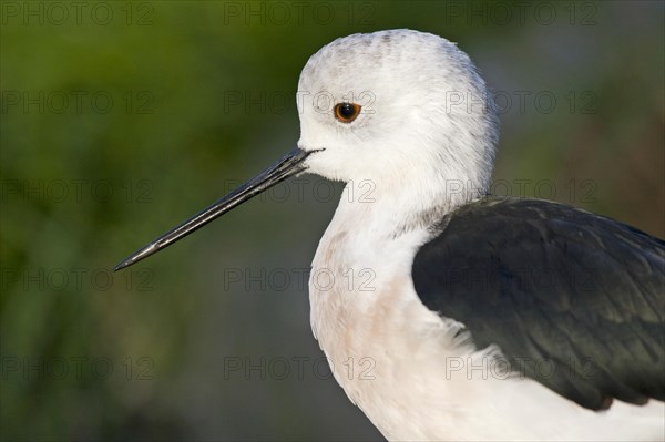 Black-winged Black-winged Stilt