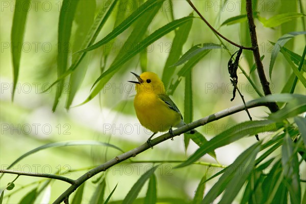 Prothonotary warbler