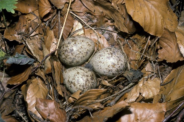 Eurasian woodcock