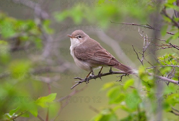 Dog Warbler