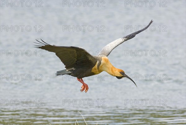 Buff-necked Ibis