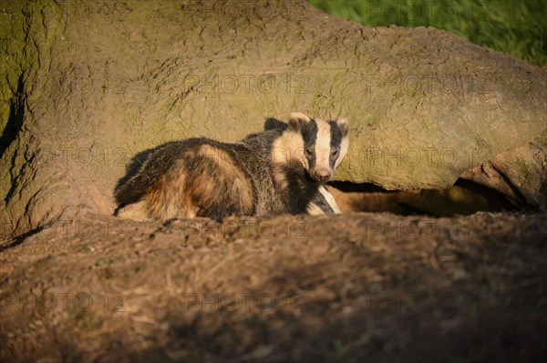 Eurasian Badger