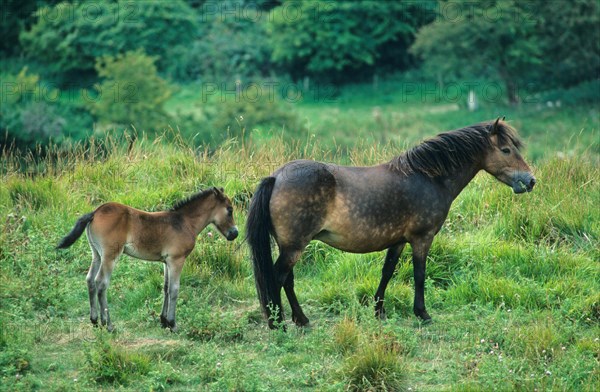 Exmoor Pony