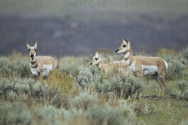 Pronghorn