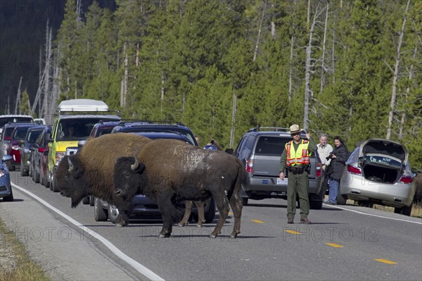 North American Bison