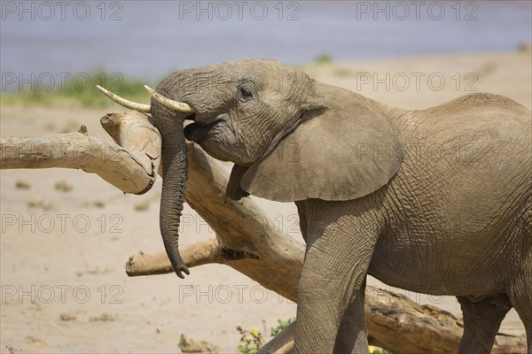 African elephant