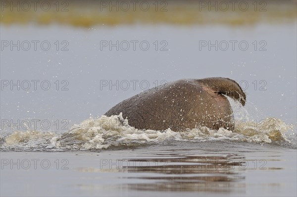 Hippopotamus