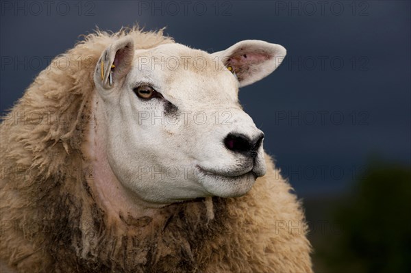 Domestic Sheep