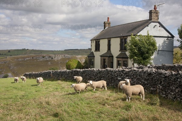 Domestic Sheep