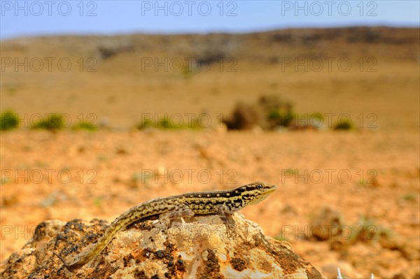 Socotra Rock Gecko