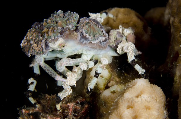 Decorator spider crab