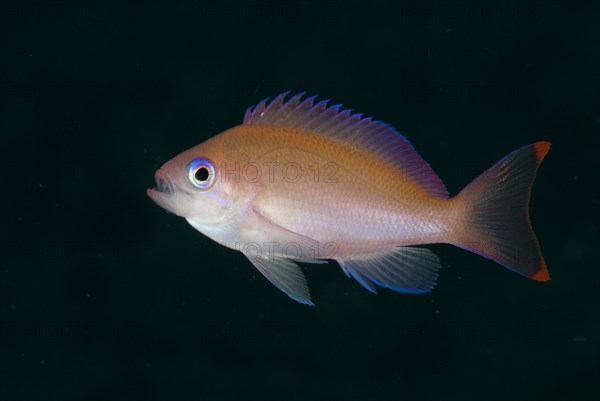 Flagfish