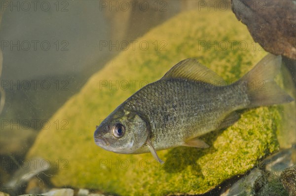 Crucian Carp