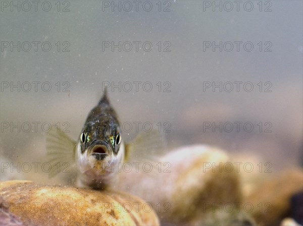 Three-spined stickleback