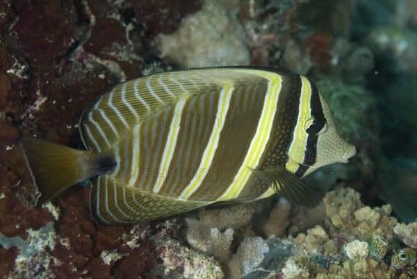 Eastern sailfin surgeonfish