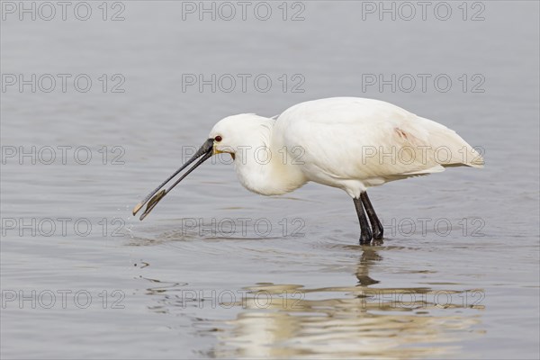 Eurasian Spoonbill